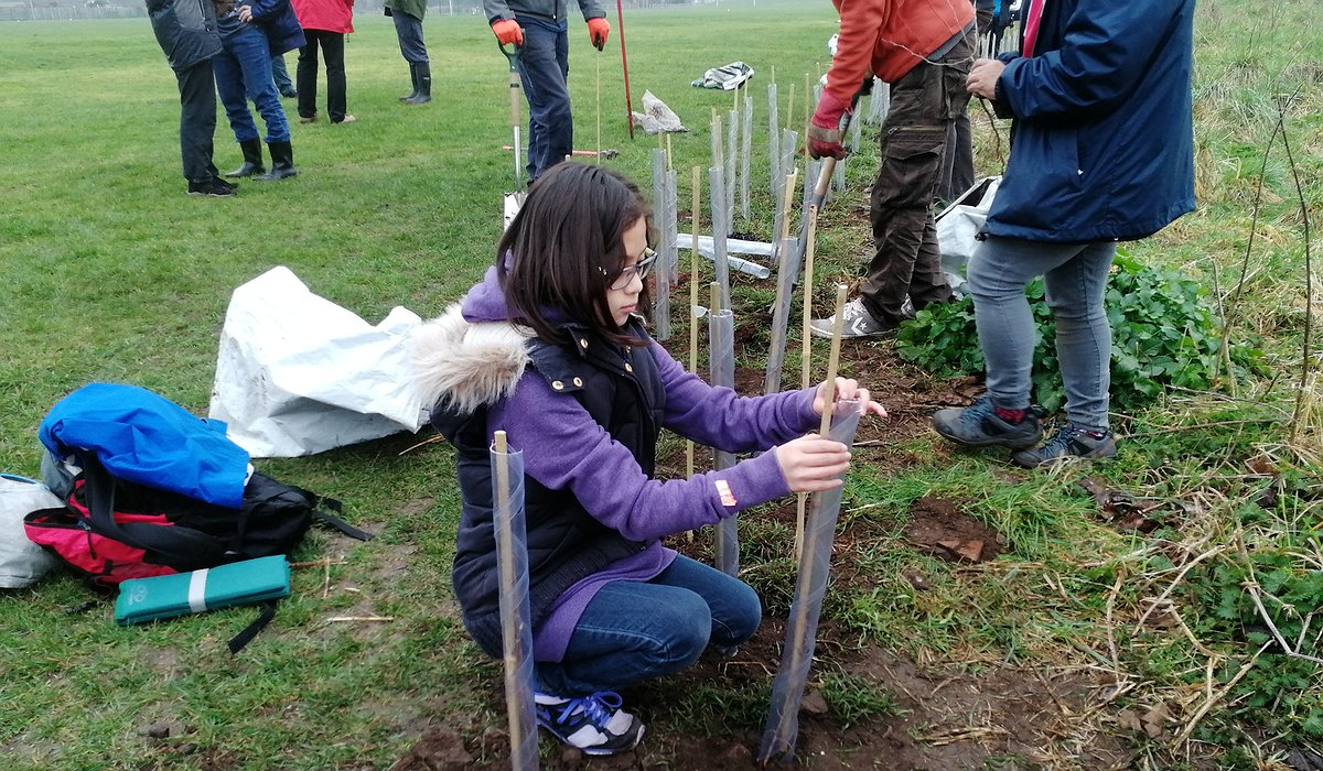 A young woman helping put in a hedge in a field on a cloudy day as part of the Morfa Gateway and Nature for Health project.
